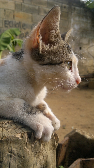 고양이 고양이과
 육식 동물 식물