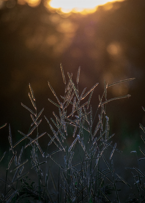 Garden sunset sunrise nature