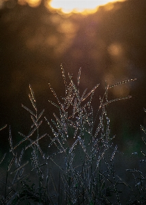 Garden sunset sunrise nature Photo