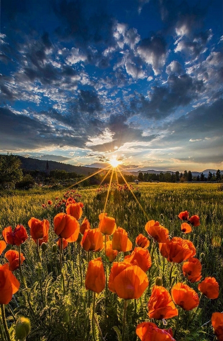 Flower cloud sky plant