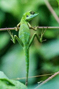 Foto Lagarto fauna silvestre
 naturaleza reptil