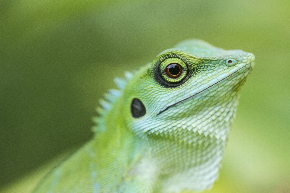 Green lizard wildlife nature iguania