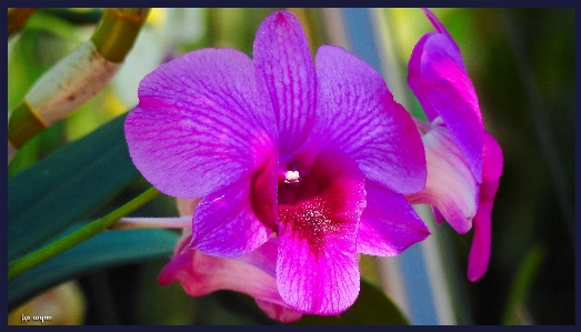 Orchid purple red flower Photo