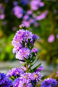 Photo Fleur usine bleu violet