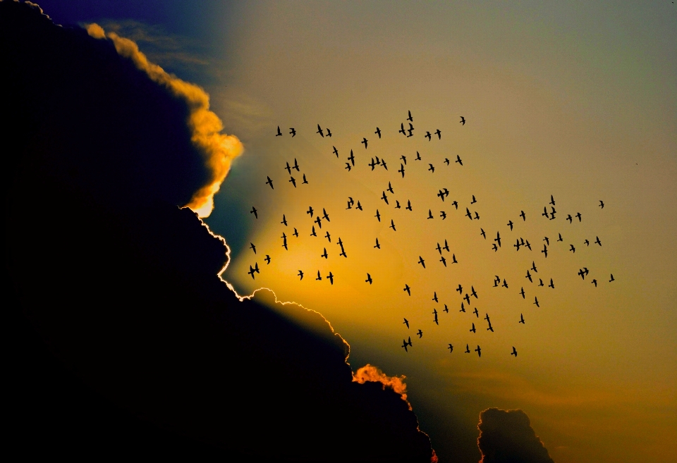 Birds cloud sky sunrise