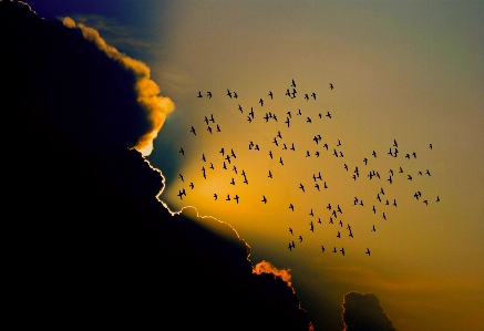 Birds cloud sky sunrise Photo