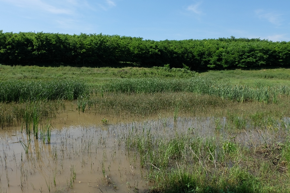 Wetlands plant sky cloud