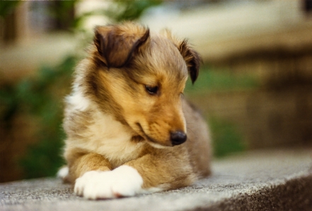 Puppy shetland sheepdog dog breed Photo