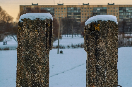 Images snow daytime trunk Photo