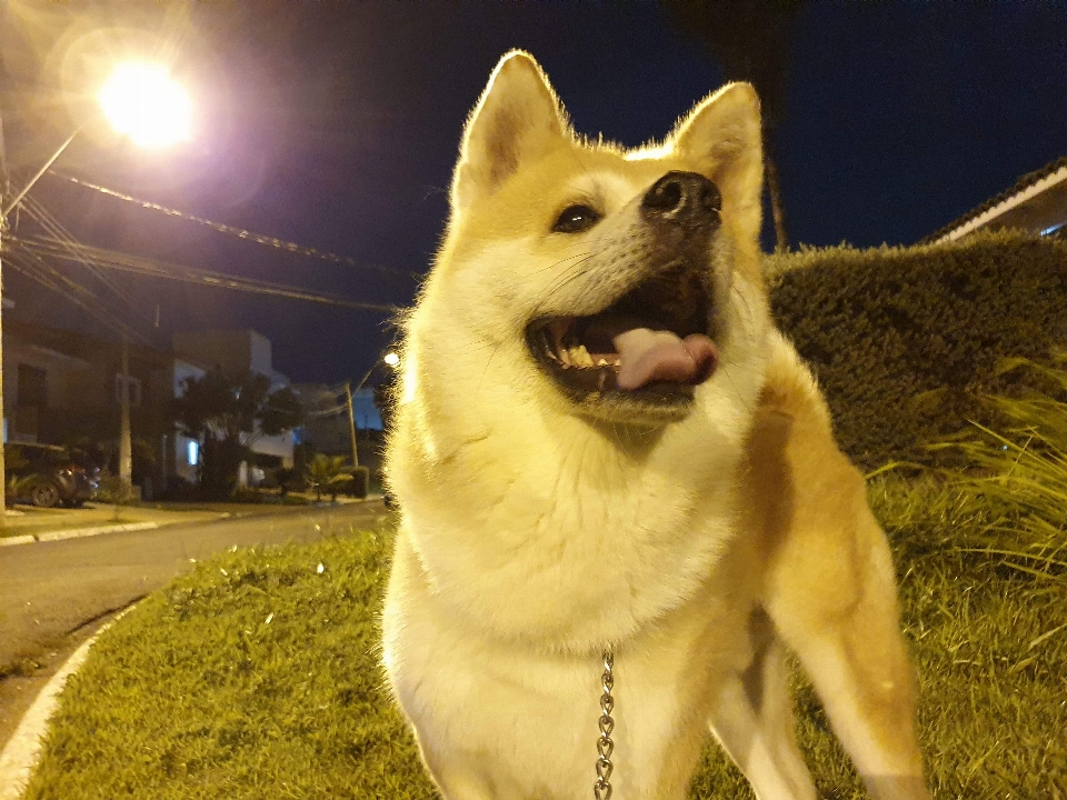 Anjing ras anjing
 karnivora meludah
