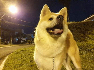 Foto Cane di razza
 carnivoro spitz
