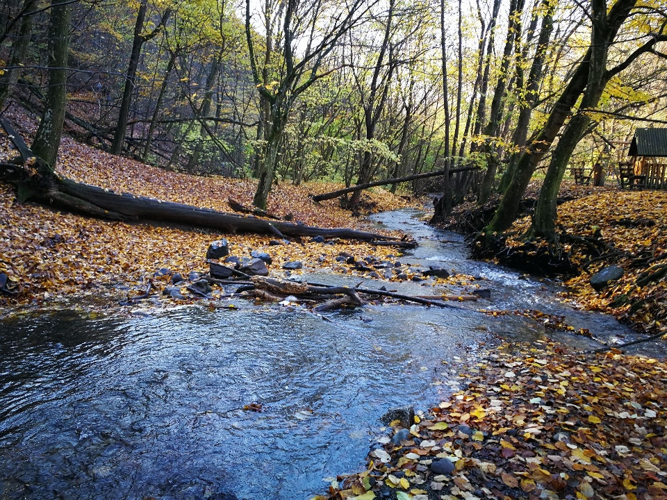 Forêt automne feuilles mortes
 stream