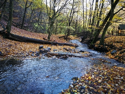 Wald herbst gefallene blätter
 stream Foto