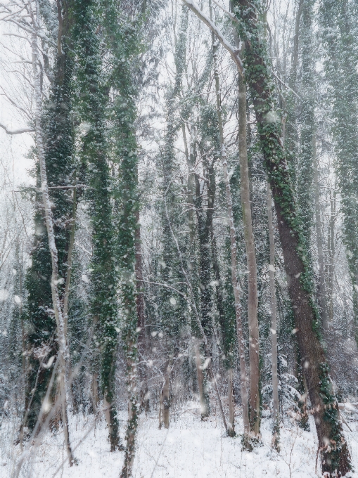 Nature paysage hiver neige