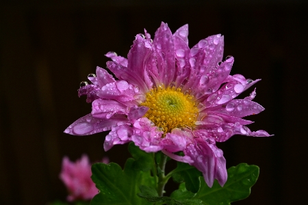 Flower rain autumn plant Photo