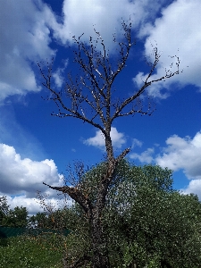 Foto Albero nube cielo pianta