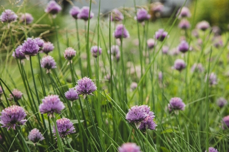 Flower plant nature botany Photo