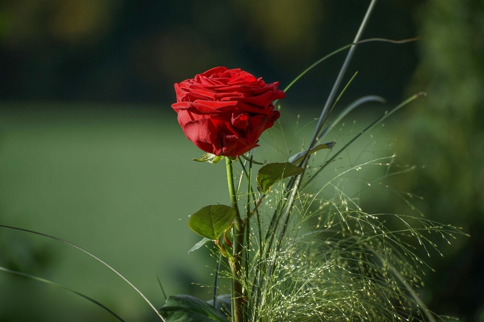 Red roses flowers love valentines day