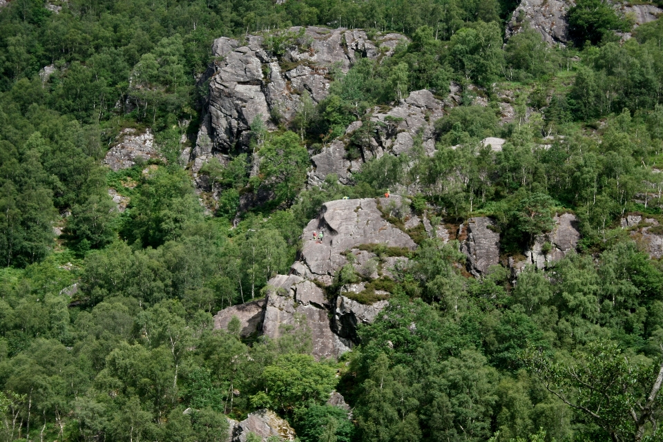 Natural comunidad vegetal
 planta bedrock