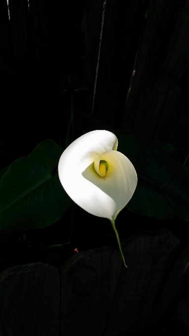 Lirio de cala
 arum blanco gigante
 flor aro
