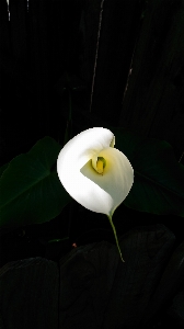 Calla lilly giant white arum lily flower Photo