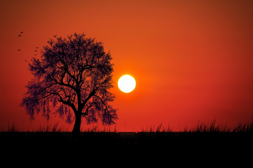 Sunset landscape tree nature