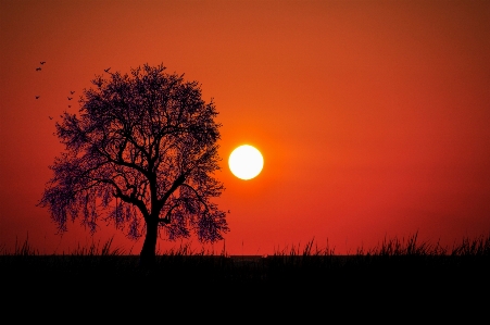 Sunset landscape tree nature Photo