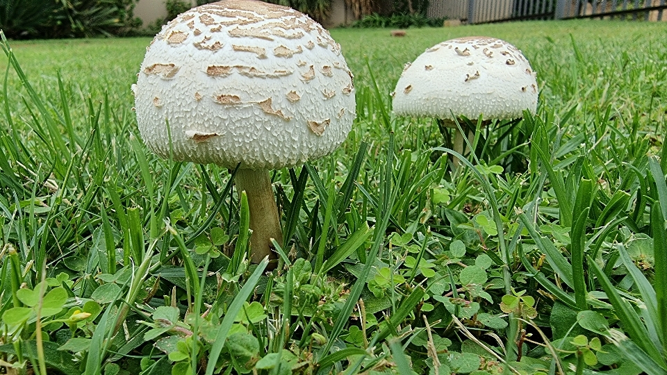 Hongos hongo
 planta champiñón