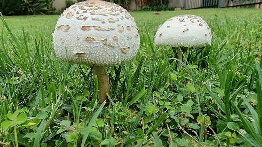 Mushrooms fungus plant mushroom Photo