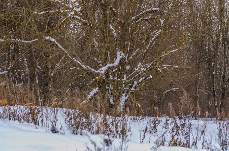 Images plant snow twig Photo