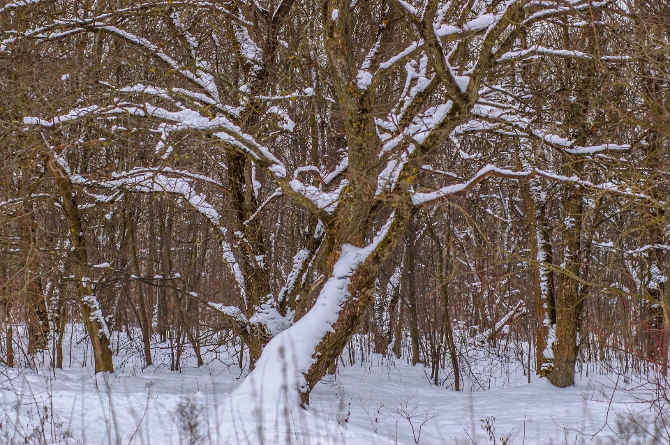 Imagens plantar neve paisagem natural
