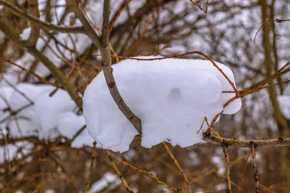 Images snow twig wood