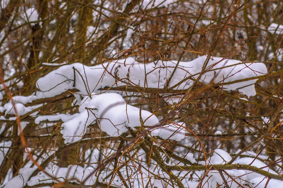 Imágenes nieve planta ramita