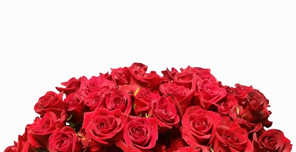 Valentine day love red roses flower Photo