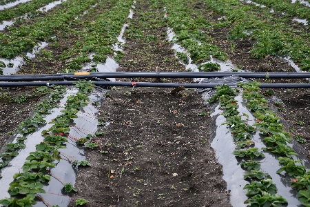 Strawberries irrigation agriculture plant Photo