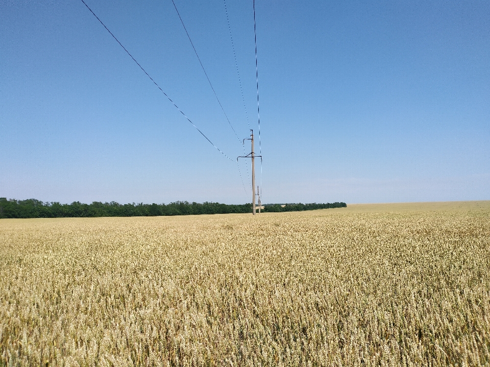 Landscape nature plant sky