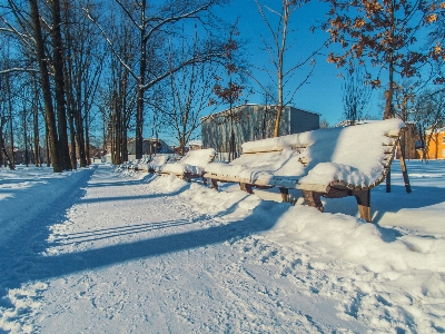 Images sky snow plant Photo