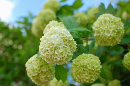 Flowers summer bouquet nature Photo