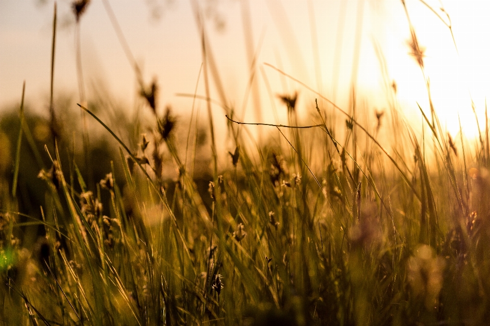 Grass background wild field