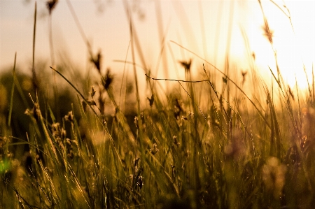 Grass background wild field Photo