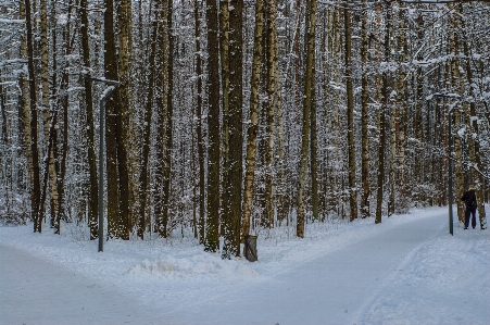 Images plant snow natural landscape Photo