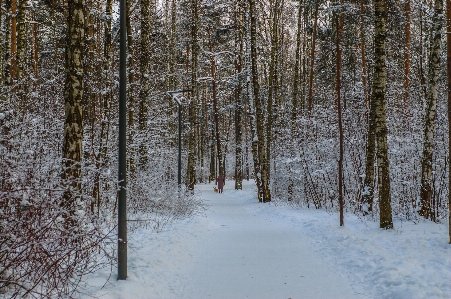 Images plant snow natural landscape Photo