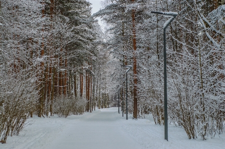 Images plant snow ecoregion Photo