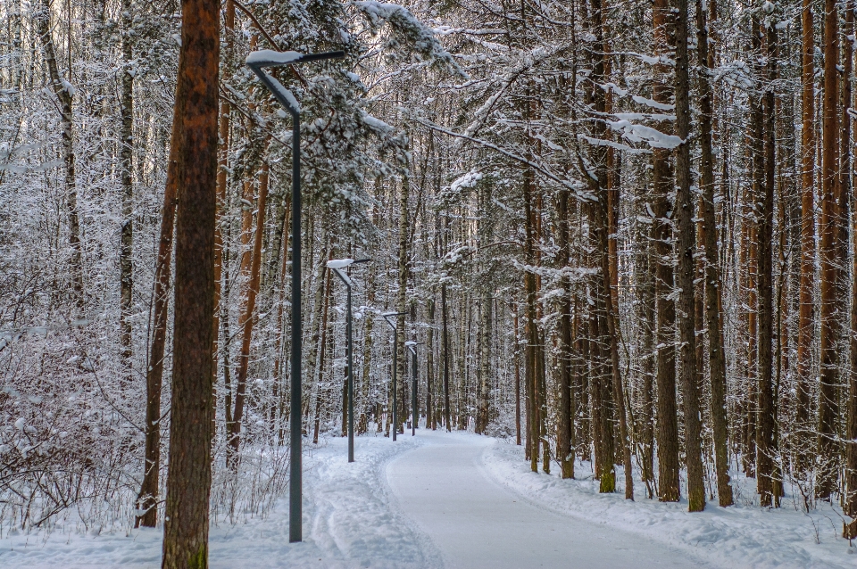 画像 植物 雪 自然の風景
