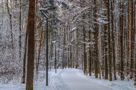 Foto Immagini pianta nevicare paesaggio naturale
