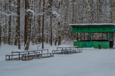 Images plant snow natural landscape Photo