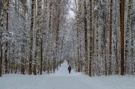 Images plant snow tree Photo