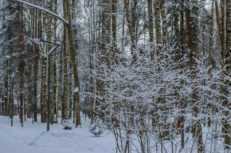 Images plant snow natural landscape Photo