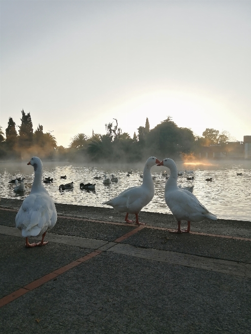 Natural water sky bird