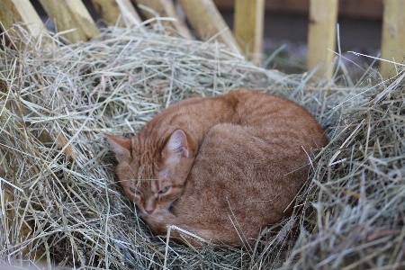 Cat eye felidae carnivore Photo